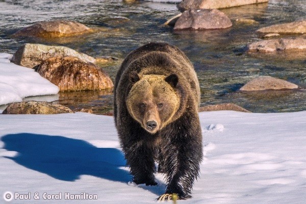 Banff Wildlife During November